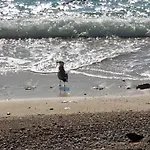 Luxury Beachfront Apartment Banje